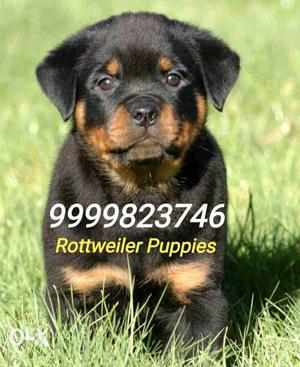 Healthy Heavy Bone Rottweiler Black And Tan Pups For Sale