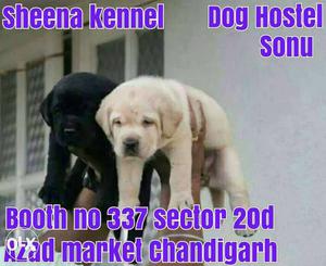 Healthy Labrador pups available from Sheena