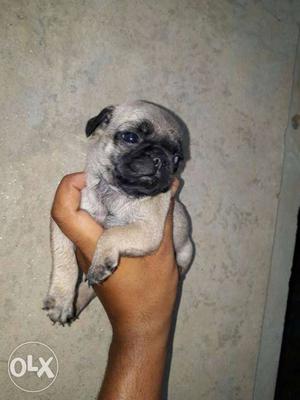 Healthy and active pug puppy