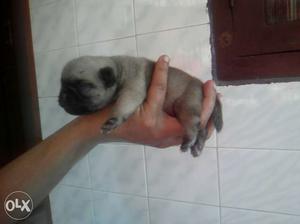 Healthy imported champion lineage pug puppies for