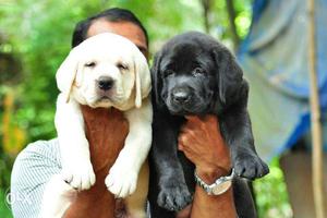 Heavy. Bone female and male Puppies available