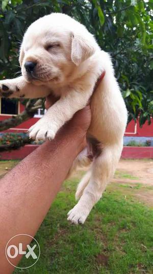 Heavy. Female. And male Labrador Retriever Puppies available