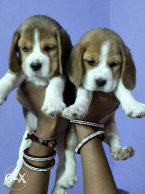 Heavy beagle male puppy for sale