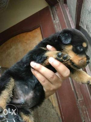 Heavy face and beautiful Rottweiler pup available