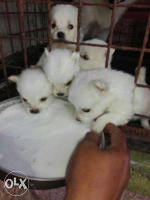 Heavy quality Pomeranian puppies for sale good