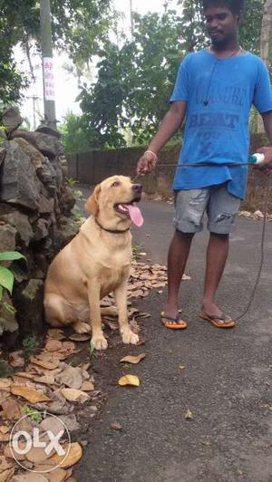 Heavy size lab 1.5 years old good behaver female