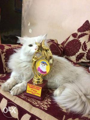 High quality white male Persian cat available for breeding