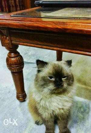 Himalayan cat age: 6 months old gender: male and negotiable