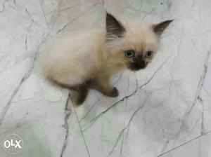 Himaliyan Male Kitten Of 2 Months Old Toilet