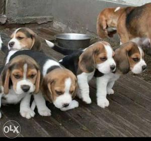 Home born Tricolor Beagle Puppies call me