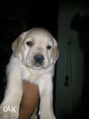 Home breed Punch face Labrador male pups for sell..