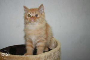 Homely raise persians available