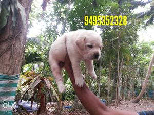 Huge bone types labrador puppies available