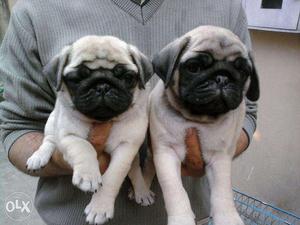 Huge stock Original Dog Puppies for sell only on ~ KOLKATA