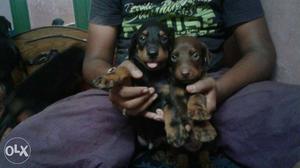 I have a both male and female Doberman puppy
