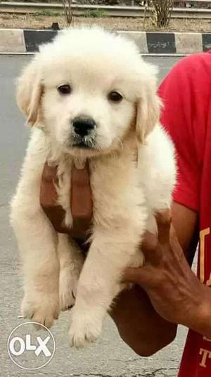 I have a both male and female golden retriever puppy