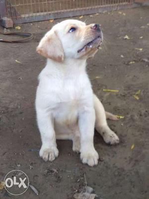 I sell my labra male