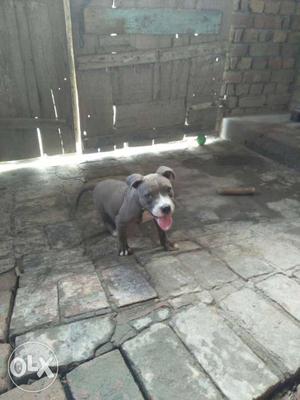 I want to sale or exchange american pitbull blue