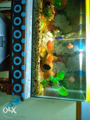 I want to sell my healthy 4 inches Parrott fishes