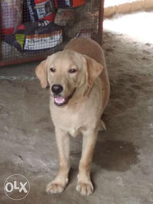 I want to sell my labrador puppy of 8 month,