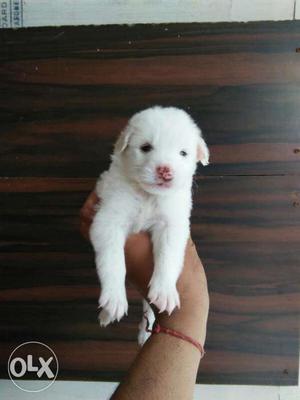 IO6 pamerian puppy pure white spitz top male 