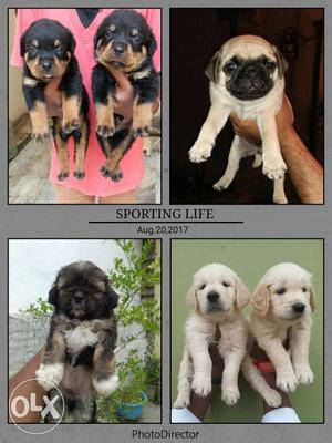 Import blood lineage all types of puppies like