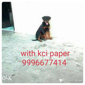 Import pedigree Rott female 6 mnths available for