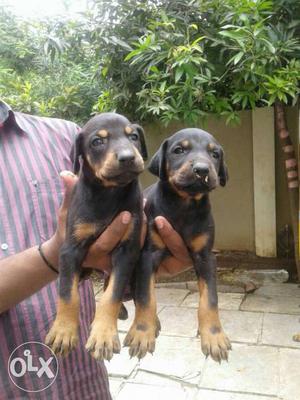 Import quality Doberman puppies for sale