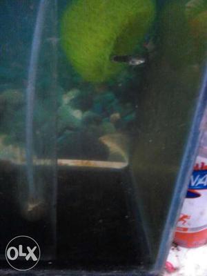 Important guppy fish 3 male and 1 female urgently
