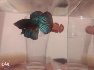 Imported half moon Betta pair available Confirm breeding