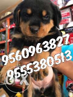 Indirpauram Pet shop Rottweiler Puppies