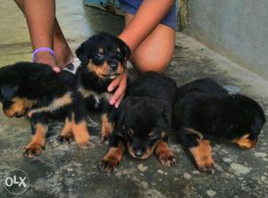 Indrapuram pet home rottwieler pup available