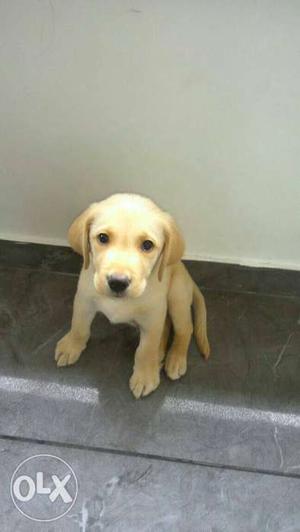 It is of 2 months and an original Labrador it is