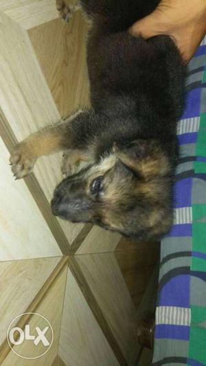 Its black and tan gsd and she is female, and good