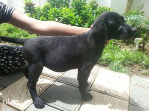 Jet black female lab puppies for sale. No male.