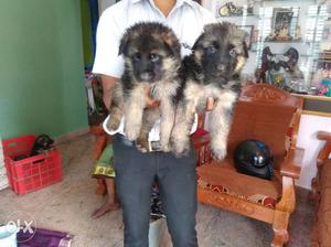 Just 30 days old supb double cote GSD PUPPY good