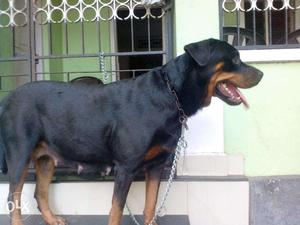 KCI Female Rottweiler 4.5 Years Old
