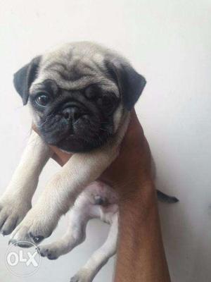 KCI Pug puppies available male and Female