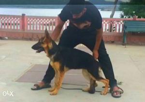 KCI gsd female for sale 6 months old