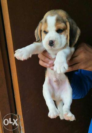 Kapil pets beagle pup's available