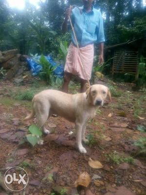 Kci reg one and half year old obedient labrador