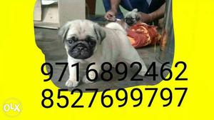 Khubiyo se bharpur ** pug puppies avilable //