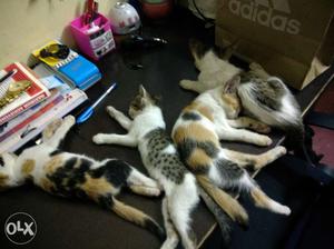 Kittens 5, price each, 2.5 months old, potty
