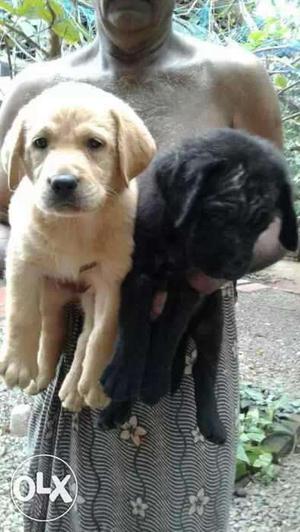 Lab Puppies For Sale