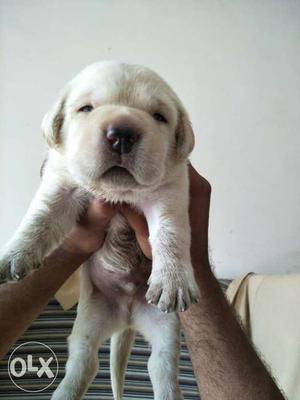 Lab good quality male for sale