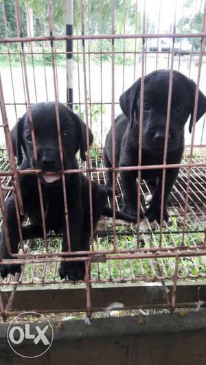 Lab male puppies 32 days