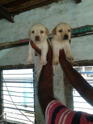 Lab pup sale heavy pups only call