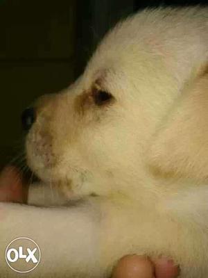 Lab puppies pure breed selling reasonable price