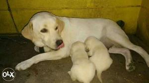 Lab pure breed puppies for selling reasonable