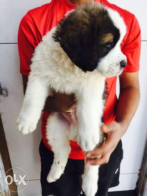 Labrador Pug Saint Bernard Gsd All breeds available